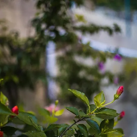Les Marguerites Apartament